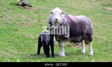 Herdwick Sheep e agnelli di nuova nascita nel Lake District, Cumbria, Inghilterra, Regno Unito, Isole britanniche, Durante la stagione primaverile della laminazione. Farmers Weekly riferisce che: "Gli auctioneers dicono la crescita dell'erba e i valori più forti dell'agnello fino ad aprile hanno contribuito a snellire i prezzi.” Il prezzo dell'agnello 2022 è ben al di sopra della media di cinque anni. Foto Stock