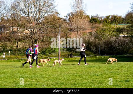 Canicross (correndo con i cani) concorrenti che partecipano alla Findon Grand National 10k Charity Run - Findon, West Sussex, Inghilterra, Regno Unito. Foto Stock