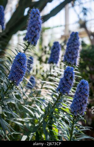 Orgoglio di Madeira, Canicans Echium, l'orgoglio di Madeira, è una specie di piante fiorite della famiglia Boraginaceae, originaria dell'isola di Madeira. Foto Stock