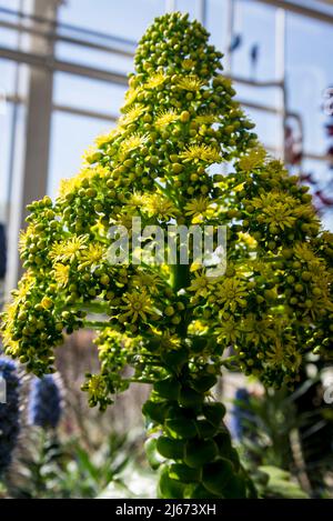 Fioritura di Aeonium undulatum circondato da prede blu di Madeira, candele di Echium Foto Stock