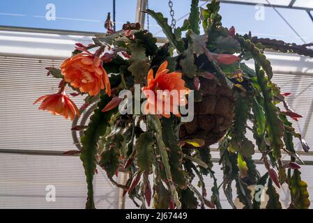 Epiphyllum 'Molloko' Foto Stock