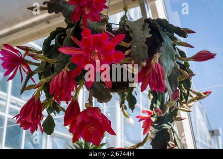 Epiphyllum, cactus orchidea fiorito in un cesto appeso Foto Stock