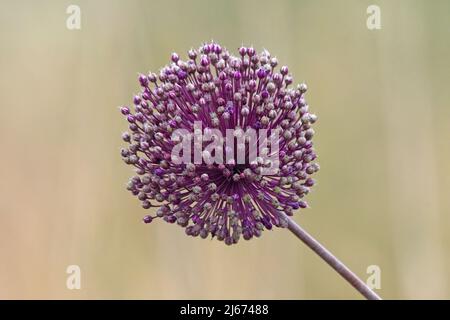 Leek selvatico, Allium ampeloprasum, fiori Foto Stock