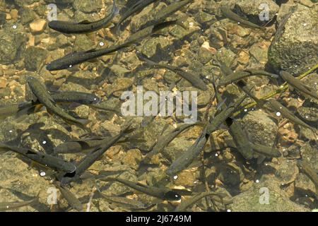 Trota - scuola di pesce in un ruscello Foto Stock