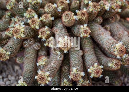 La mamillaria elongata, il cactus del merletto d'oro o cactus del ladyfinger, è una specie della pianta di fioritura nella famiglia Cactaceae, originaria del Messico centrale Foto Stock