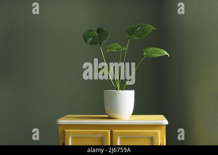Pianta giovane di Monstera deliciosa o pianta di formaggio svizzero in un vaso di fiori bianchi su un mobile giallo in camera, giardinaggio casa e connessione con na Foto Stock