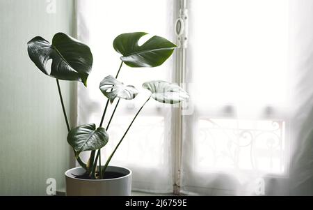 Pianta giovane di Monstera deliciosa o pianta di formaggio svizzero in un vaso di fiori bianchi vicino alla finestra nella stanza, giardinaggio domestico e collegamento con la natura c Foto Stock