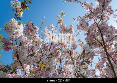 Ciliegio fiorito, Prunus 'Sizuka' Foto Stock