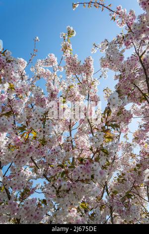Ciliegio fiorito, Prunus 'Sizuka' Foto Stock