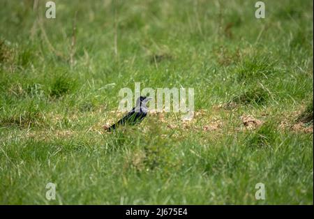 Corvo comune (Corvus Corax) si trova in un prato erboso Foto Stock