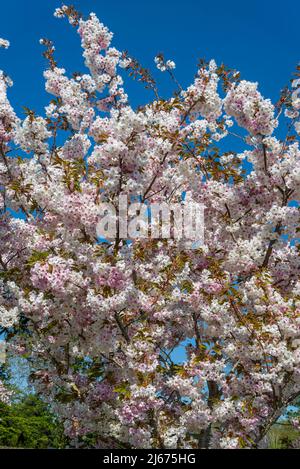 Ciliegio fiorito, Prunus 'Sizuka' Foto Stock