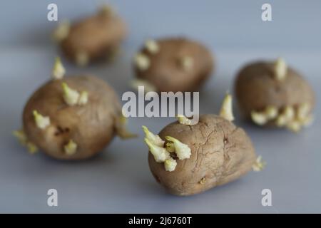 Patata germogliata. È un tubero amidaceo della pianta Solanum tuberosum ed è un vegetale di radice dalle Americhe. È un perenne nella famil dell'ombra notturna Foto Stock