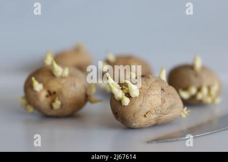 Patata germogliata. È un tubero amidaceo della pianta Solanum tuberosum ed è un vegetale di radice dalle Americhe. È un perenne nella famil dell'ombra notturna Foto Stock