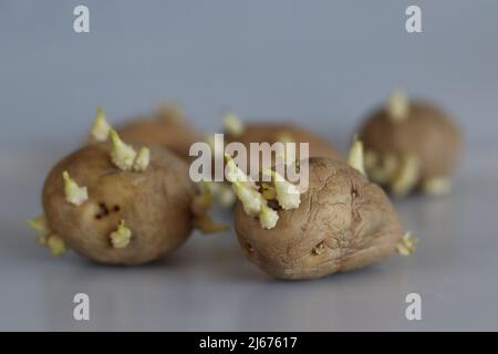 Patata germogliata. È un tubero amidaceo della pianta Solanum tuberosum ed è un vegetale di radice dalle Americhe. È un perenne nella famil dell'ombra notturna Foto Stock