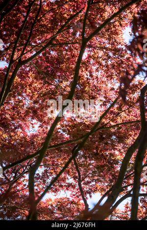 Acer palmatum 'merletto di Borgogna', albero di acero giapponese Foto Stock