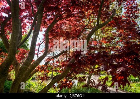 Acer palmatum 'merletto di Borgogna', albero di acero giapponese Foto Stock