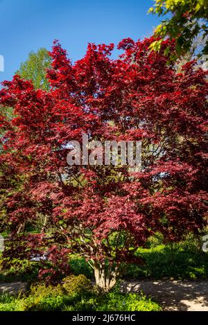 Acer palmatum 'merletto di Borgogna', albero di acero giapponese Foto Stock