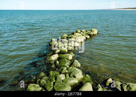 Verde alghe coperta masso a mare costa spiaggia. Alghe di mare o muschio verde bloccato su pietra. Rocce ricoperte di alghe verdi in acqua di mare Foto Stock