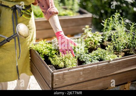 Giardiniere che si prende cura di erbe che crescono in casa orto Foto Stock