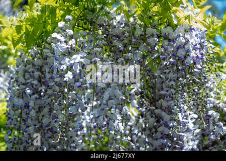 Glicine in piena fioritura al giardino giapponese del tè di San Francisco Foto Stock