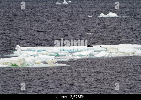 Antartide - foche antartiche - Crabbeater Seals Group su un Iceberg Foto Stock