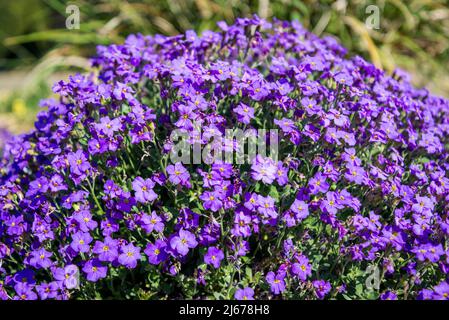 Aubrieta 'Lavender Gem', Purple Gem Rockcress Foto Stock