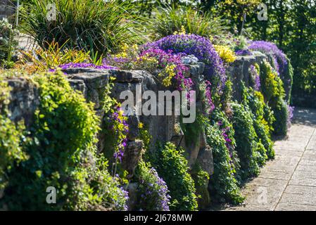 Giardino roccioso con Aubrieta 'Lavender Gem', Purple Gem Rockcress Foto Stock
