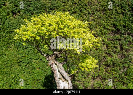 Bonsai Ulmus parvifolia, Elm Bonsa cinese Foto Stock