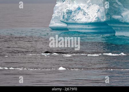 Antartide - Penisola Antartica - Arcipelago di Palmer - canale di Neumayer - riscaldamento globale - Balena di fronte al Tabular Iceberg nello stretto di Bransfield Foto Stock