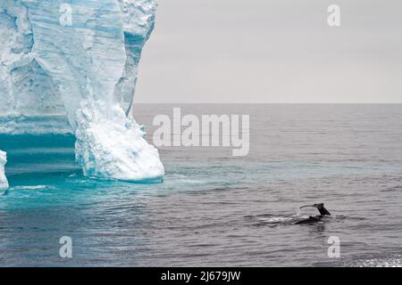 Antartide - Penisola Antartica - Arcipelago di Palmer - canale di Neumayer - riscaldamento globale - Balena di fronte al Tabular Iceberg nello stretto di Bransfield Foto Stock