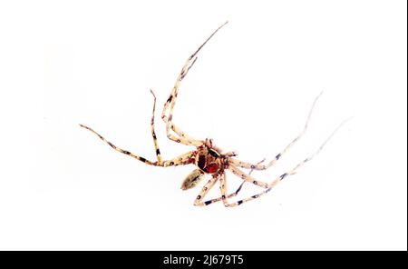 Ragno grande con gambe lunghe, probabilmente venatoria Heteropoda. Sri Lanka. Isolato su sfondo bianco Foto Stock