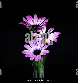 Da vicino arrangiamento dei fiori africani della Daisy rosa e bianco, isolato su uno sfondo di colore nero. Immagine della decorazione e dell'arte della parete. Foto Stock