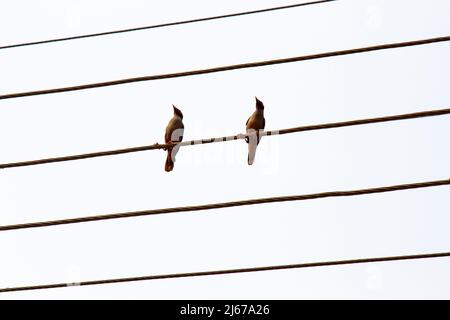 I mynas degli uccelli sono seduti su cavi elettrici Foto Stock