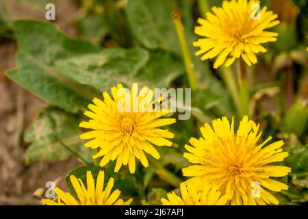 Il volo del hover si nutre di un bel fiore giallo di dente di leone (Taraxacum) nella luce solare di primavera Foto Stock