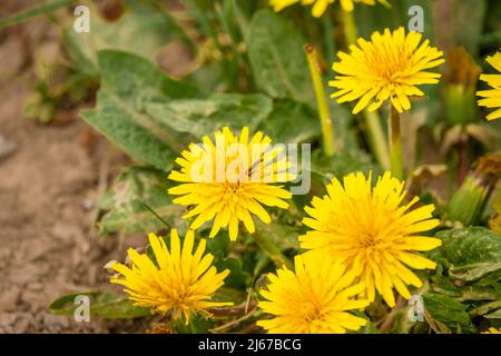 Il volo del hover si nutre di un bel fiore giallo di dente di leone (Taraxacum) nella luce solare di primavera Foto Stock