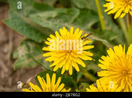 Il volo del hover si nutre di un bel fiore giallo di dente di leone (Taraxacum) nella luce solare di primavera Foto Stock