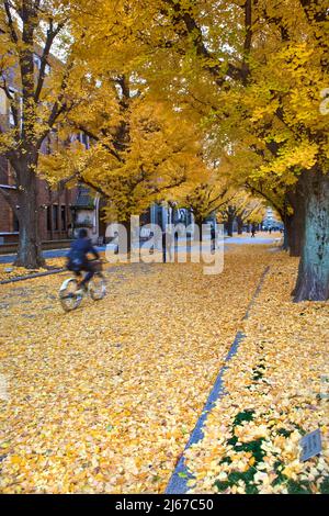 Tappeto di ginko autunnale lascia Tokyo University Tokyo Japan Foto Stock