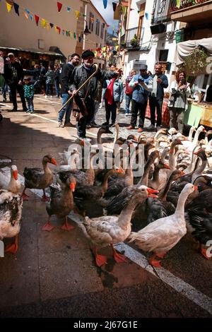 Finestrat, Alicante, Spagna- 23 aprile 2022: Uomo che guida un gregge di oche al mercato tradizionale e gastronomico Foto Stock