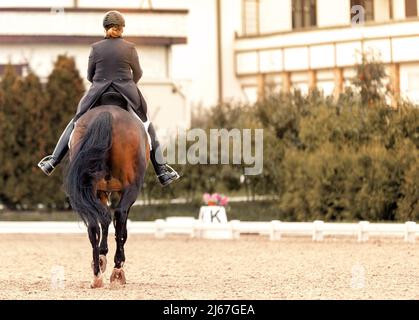 Cavallo dressage classico. Sport equestre. Dressage di cavalli nell'arena. Sport stallone nella briglia. La gamba del pilota nella staffa Foto Stock