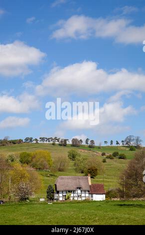 Cottage di campagna con tetto di paglia bianco e nero a graticcio nella frazione di Grafton che si trova sotto le colline di Bredon Worcestershire Inghilterra Foto Stock