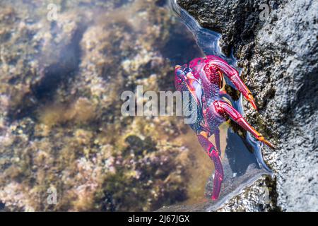 Granchio Atlantico orientale Sally Lightfoot o granchio rosso di roccia (Grapsus adscensionis), una specie che vive nell'Atlantico orientale su rocce costiere. Foto Stock