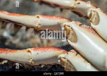 Granchio Atlantico orientale Sally Lightfoot o granchio rosso di roccia (Grapsus adscensionis), una specie che vive nell'Atlantico orientale su rocce costiere. Foto Stock