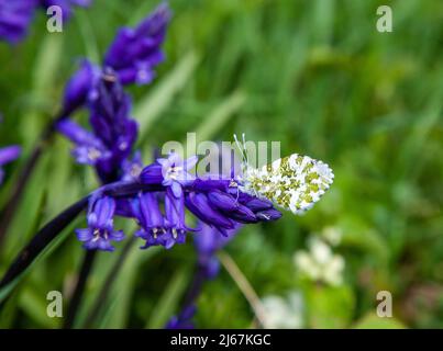 Punta arancione femminile Anthocaris cardamines farfalla crogiolando al sole su bluebells al sole nella primavera inglese Foto Stock