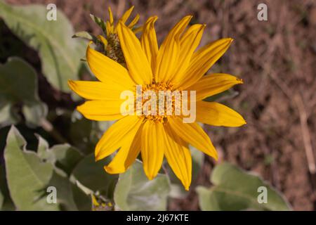 Primo piano di un girasole giallo di primavera in un campo in una giornata di sole nella Valle Okanagan Foto Stock