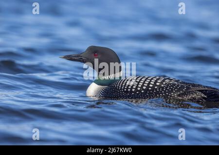 Comune loon nuotare in un lago selvaggio nel nord del Wisconsin. Foto Stock