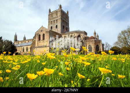 Tewkesbury Abbey, Inghilterra Gloucestershire, Chiesa di St Mary the Virgin, vista dai prati circostanti con fiori primaverili di Buttercup Foto Stock