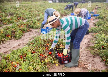 Contadino ispanico che raccoglie pomodori sul campo di fattoria Foto Stock