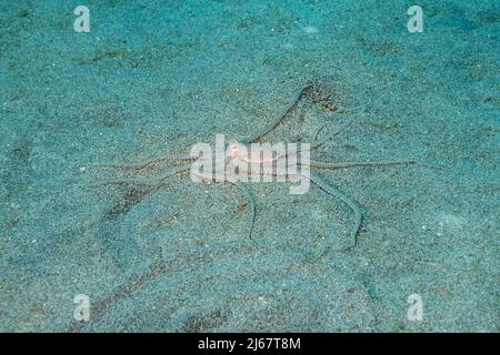Hawaiano polpo di sabbia a lungo armato, Thaumoctopus, Abdopus, o Macrotritopus sp., probabilmente un non descritto, Specie endemiche; ho'okena, Kona del Sud, Hawaii US Foto Stock