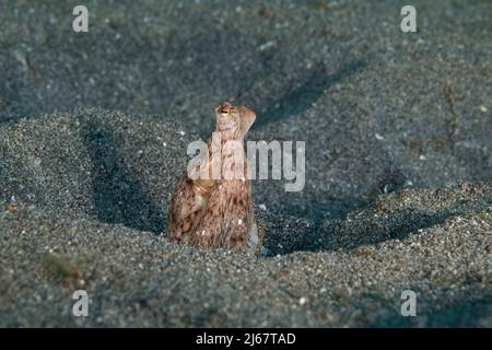 Hawaiani polpo di sabbia a lungo armato, Thaumoctopus, Abdopus, o Macrotritopus sp., (probabilmente una specie endemica non descritta), che sbuccia fuori dal burrow, Kona Foto Stock