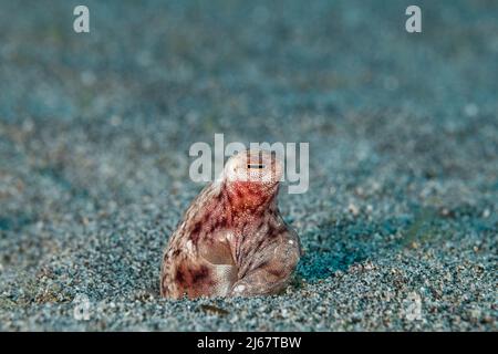 Hawaiano polpo di sabbia a lungo armato, Thaumoctopus, Abdopus, o Macrotritopus sp., (probabilmente una specie endemica non descritta) che sbuccia fuori dalla burrow, Kona Foto Stock